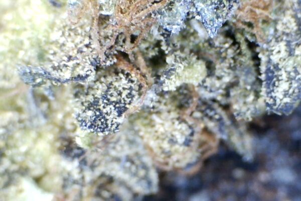 Oreo  by:  Humboldt Farms - Image 8